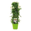 Bild von KP19 Solanum mix